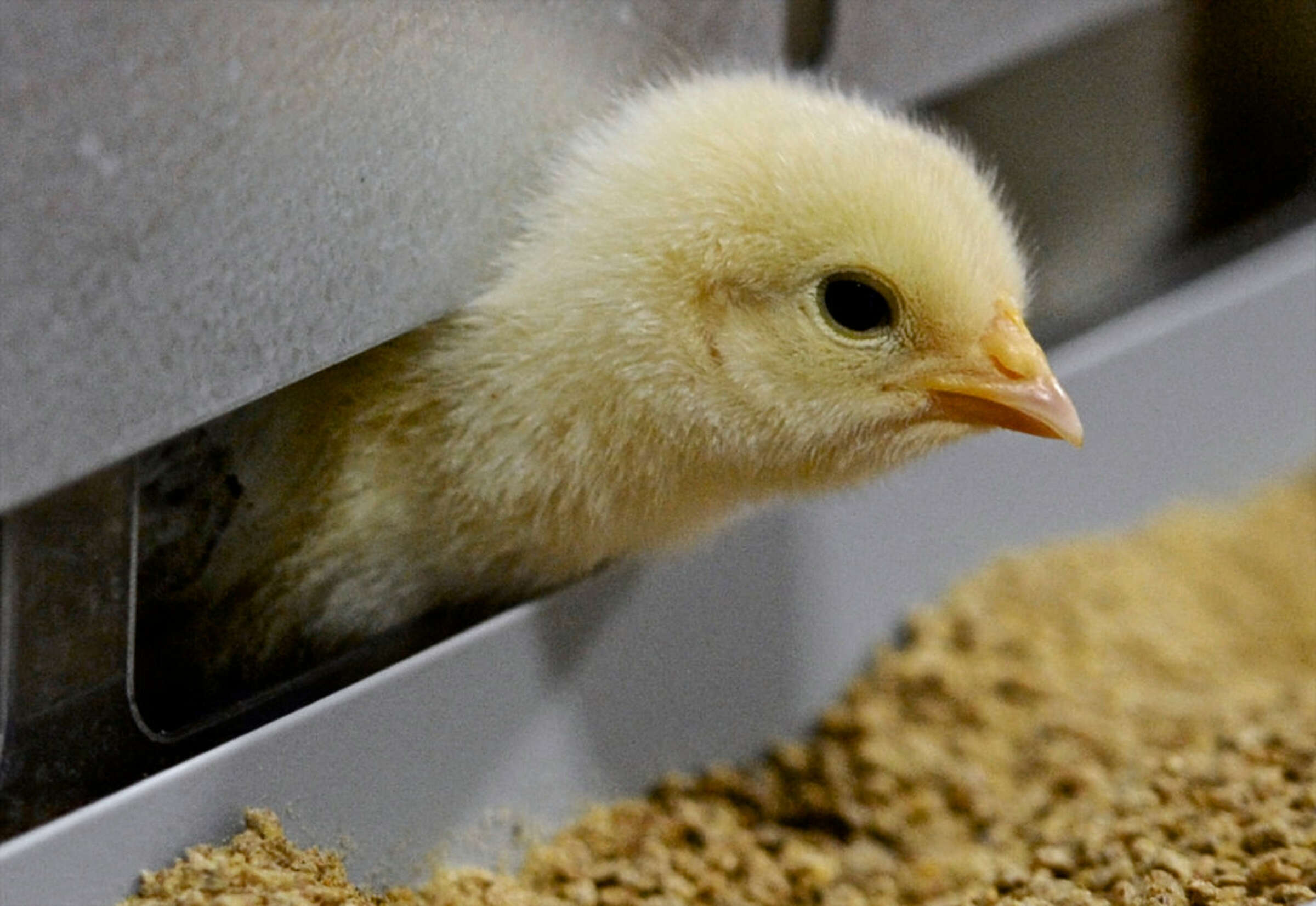 A curious chick exemplifies the pet-like nature of chickens, challenging Danbury's zoning laws.