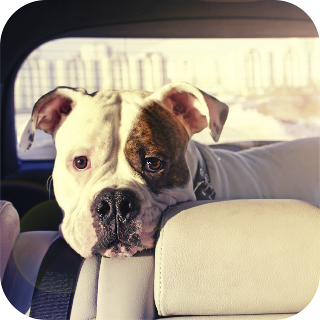 Forget the drive: Our mobile grooming service comes to you, making pet care easier.