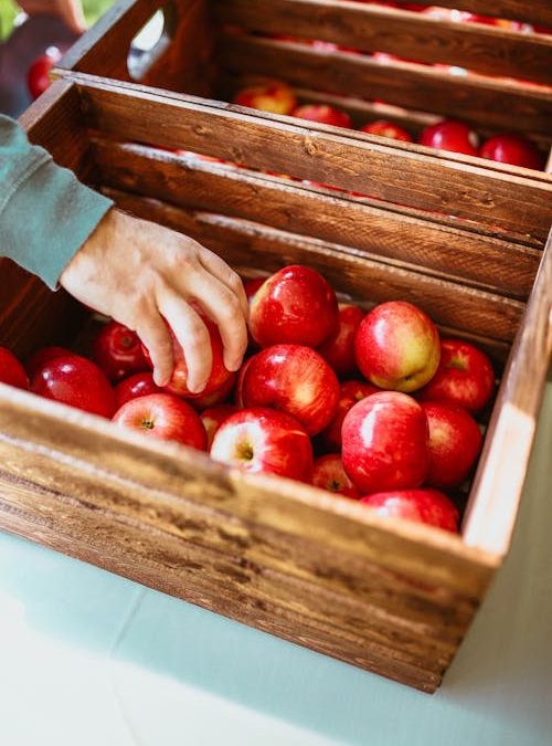 Danbury’s Apple Picking Adventure: A How-To Guide for the Perfect Experience