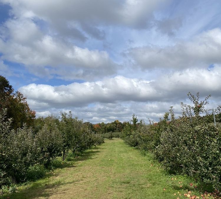 From Apple Picking to Cider Tasting: Discovering Blue Jay Orchards