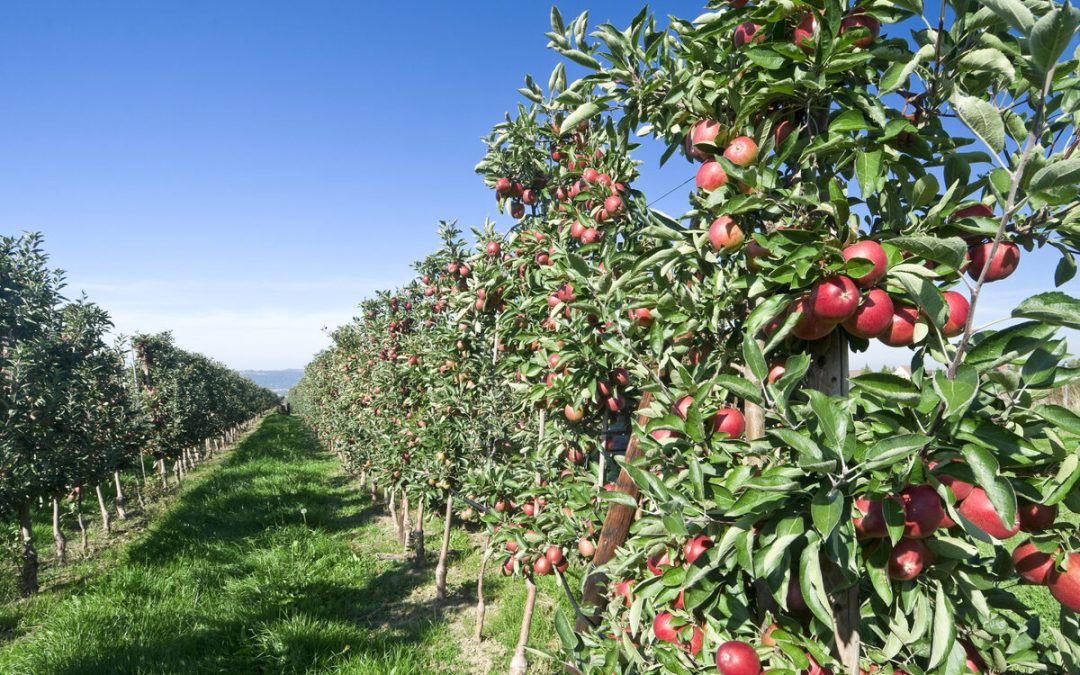 Warrup’s Farm: A Family-Friendly Apple Orchard Experience in Connecticut