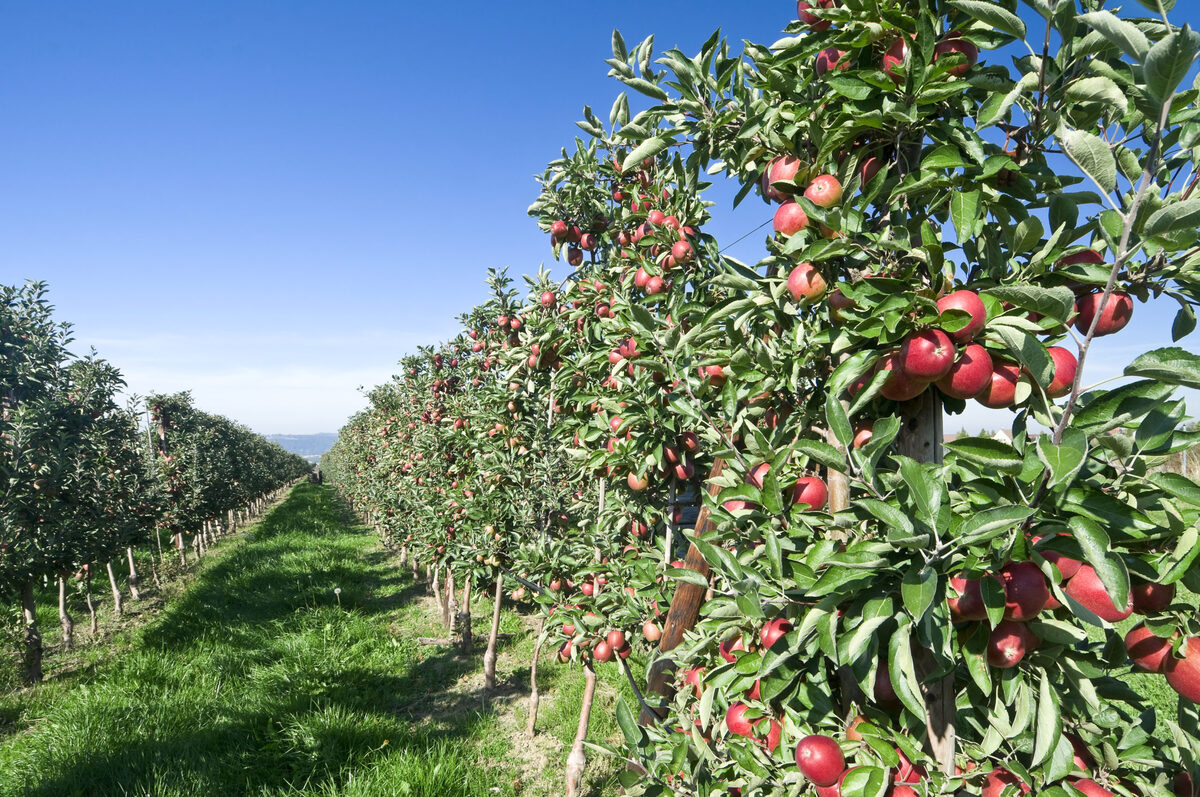 Warrup's Farm: A Family-Friendly Apple Orchard Experience in Connecticut